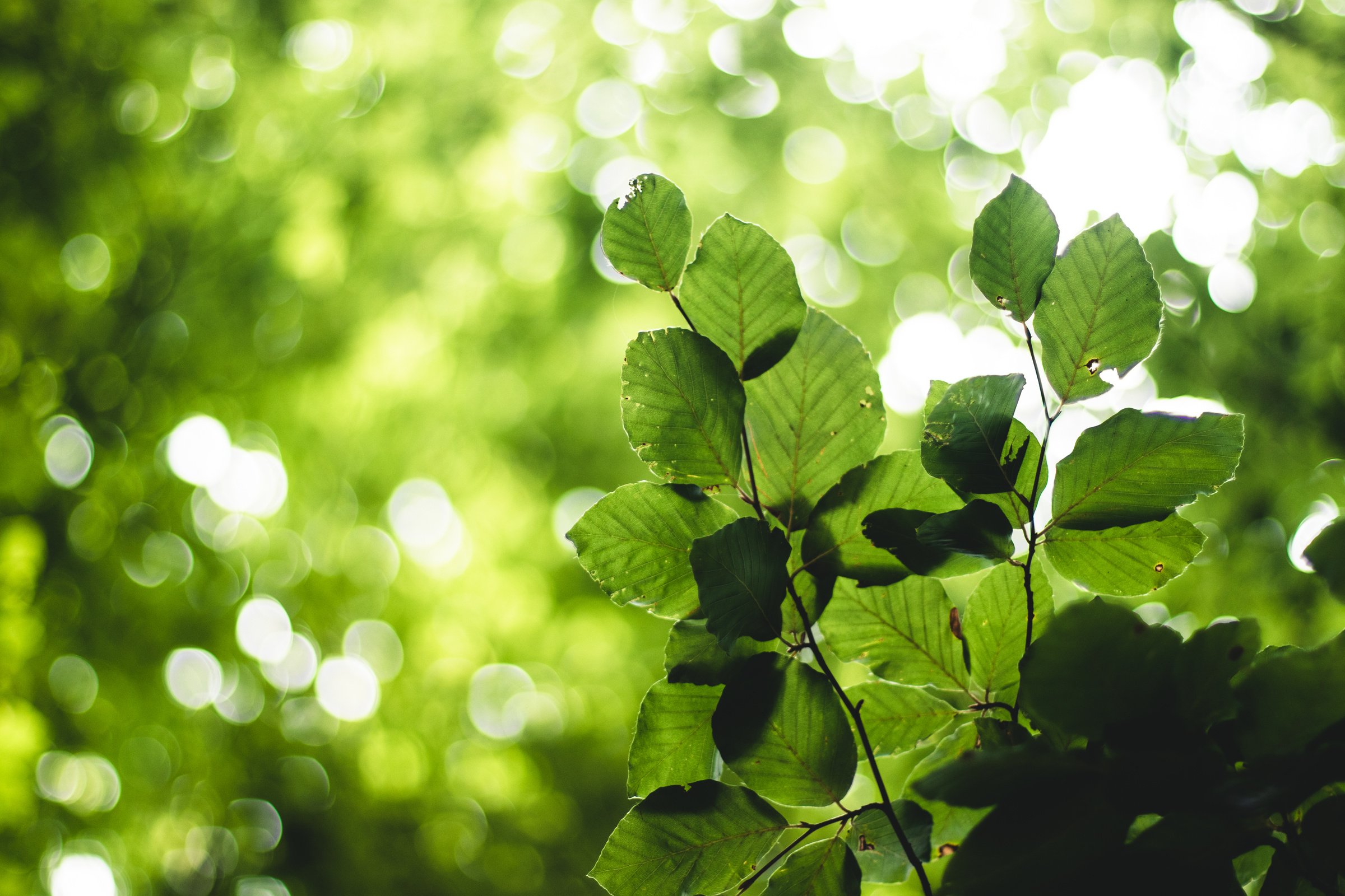 Green-leafed Plant