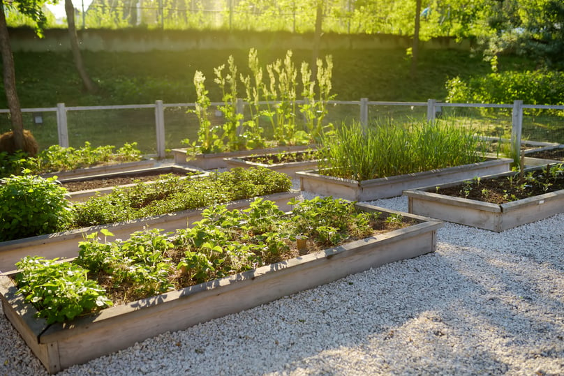 Raised Garden Beds with Plants